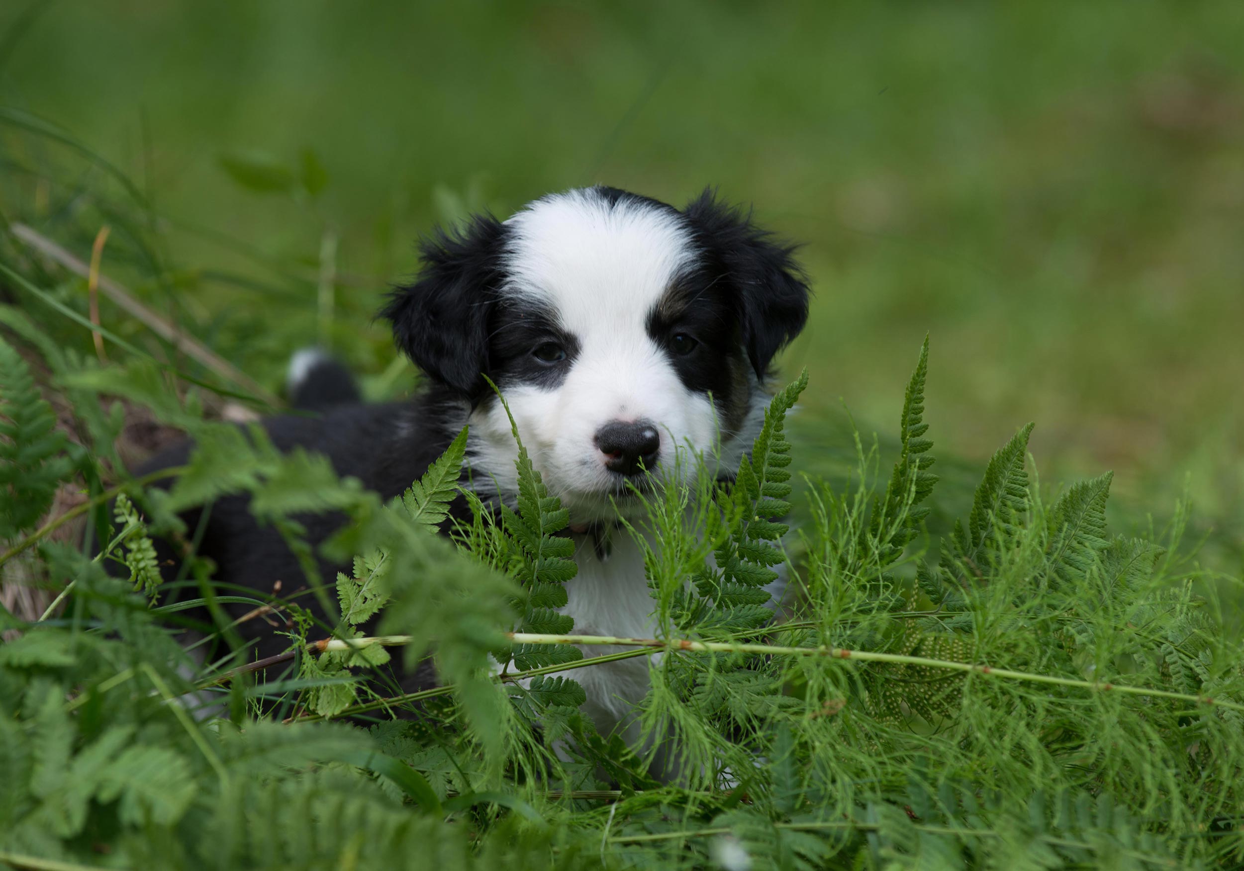 kaunis japanilainen suku puoli video